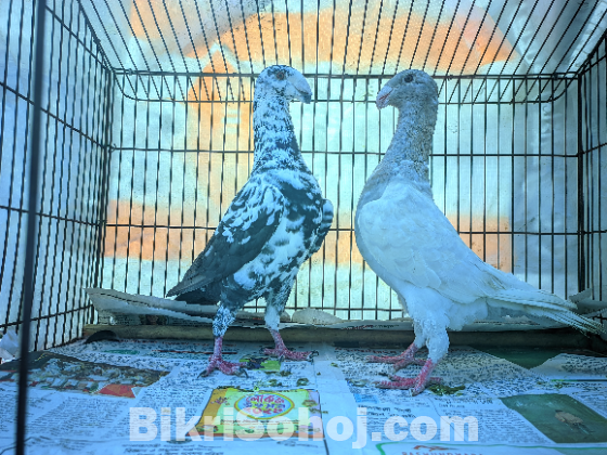 জার্মান বিউটি হোমা জোড়া